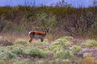 Pronghorn Antelope_9360.jpg