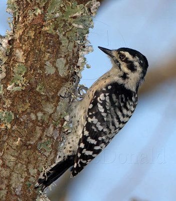 Ladder-backed Woodpecker - female_3454.jpg