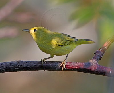Yellow Warbler - female_MG_3630.jpg