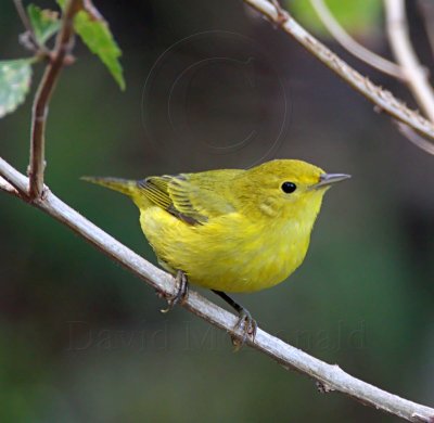 Yellow Warbler - female_3774.jpg