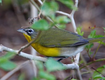 Yellow-breasted Chat_3780.jpg