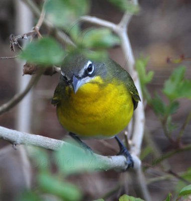 Yellow-breasted Chat_3777.jpg