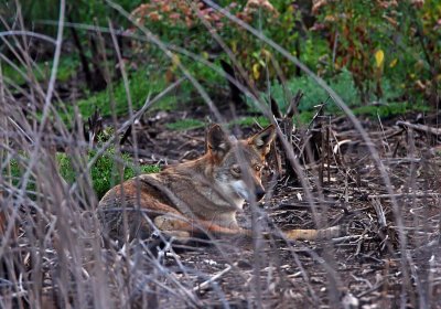 Coyote - LaFitte's Cove Galveston_3792.jpg