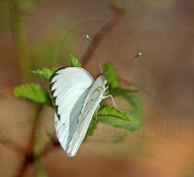 Great Southern White - male_3088.jpg