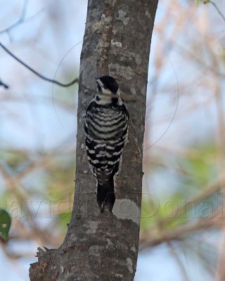 Ladder-backed Woodpecker - female_5156.jpg