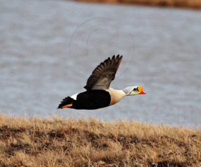 King Eider - male_4682.jpg