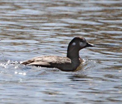 Harlequin Duck - female_3840.jpg