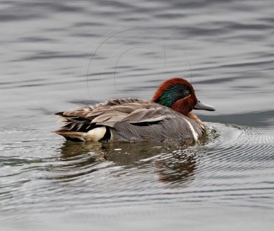 Green-winged Teal - male_7949.jpg