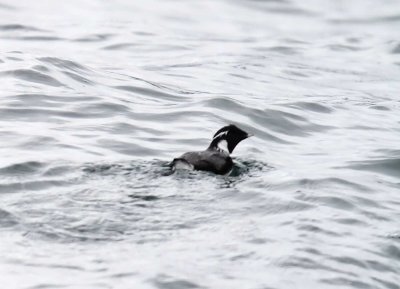 Ancient Murrelet_6557.jpg