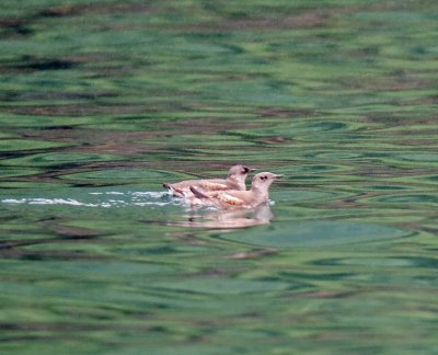 Marbled Murrelet_6849.jpg