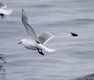 Black-legged Kittiwake - breeding_MG_7214.jpg