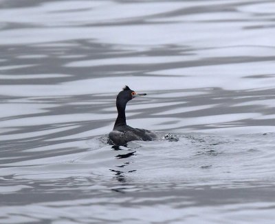 Red-faced Cormorant - non-breeding_7059.jpg