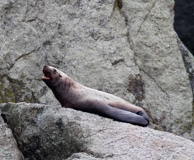 Steller's Sea Lion_7208.jpg