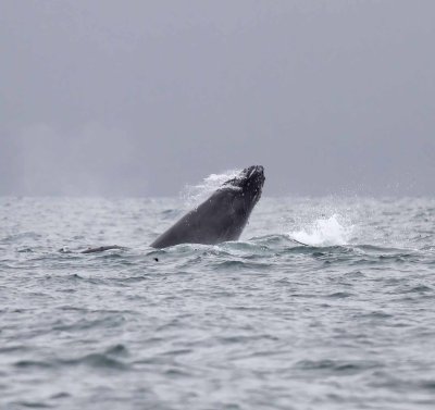 Humpback Whale_6636.jpg