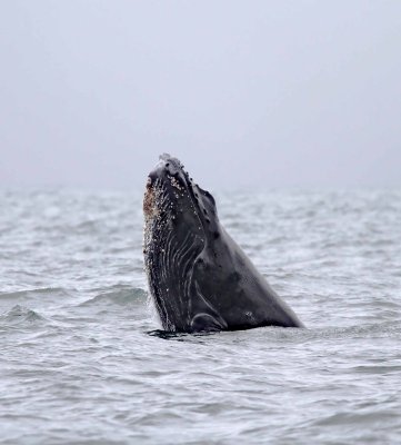 Baleen (Rorqual) Whales