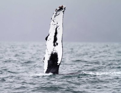 Humpback Whale_6708.jpg