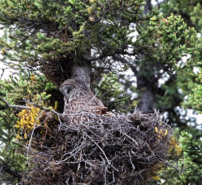 Great Gray Owl_5998.jpg