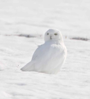 Snowy Owl_4245.jpg