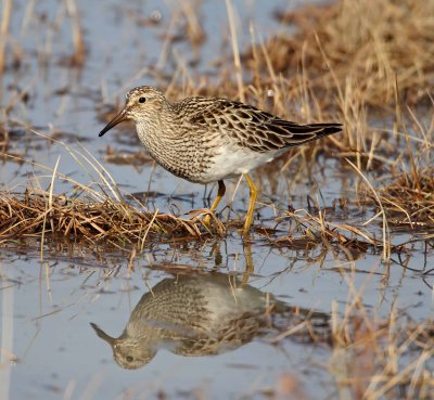 Pectoral Sandpiper_4310.jpg