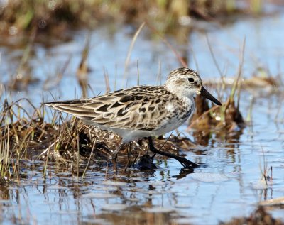 Semipalmated Sandpiper - breeding_2588.jpg