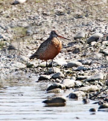 Hudsonian Godwit - male breeding_5555.jpg