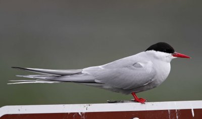 Arctic Tern - breeding_7759.jpg