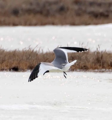 Sabine's Gull_4744.jpg