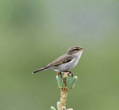 Arctic Warbler_6180.jpg