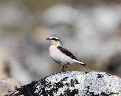 Northern Wheatear - male breeding_3590.jpg