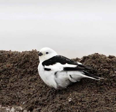 Snow Bunting_4553.jpg