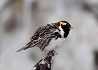Lapland Longspur - breeding male_2440.jpg