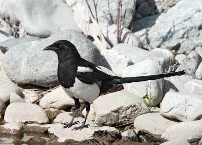 Black-billed Magpie_5200.jpg