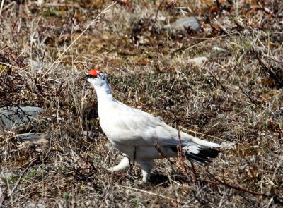 Rock Ptarmigan - male_3643.jpg