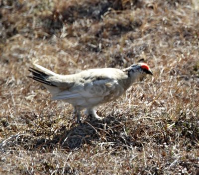 S020-1b Rock Ptarmigan - male_3608.jpg