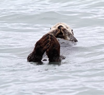 Sea Otter_6334.jpg