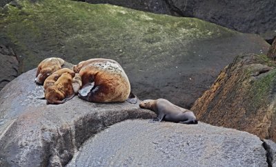 Steller Sea Lion_6721.jpg