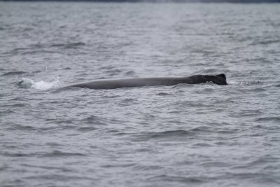 Humpback Whale_6493.jpg