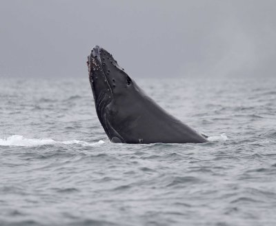 Humpback Whale_6676.jpg