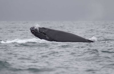 Humpback Whale_6678.jpg
