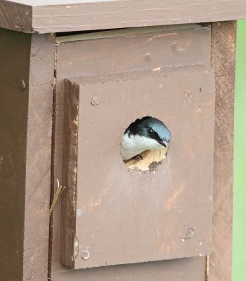 Tree Swallow - male_7879.jpg