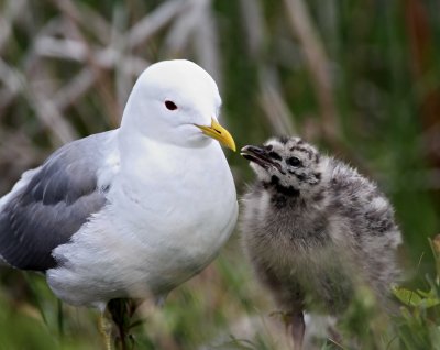 Mew Gull -  adult  chick_7844.jpg