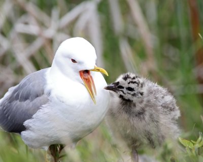 Mew Gull - adult & chick_7852.jpg