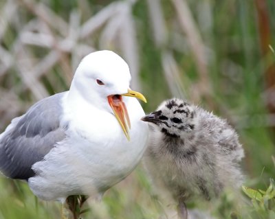 Mew Gull -  adult  & chick_7852.jpg