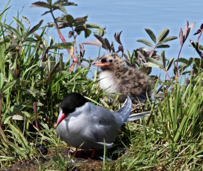 Arctic Tern - adult & chick_5273.jpg