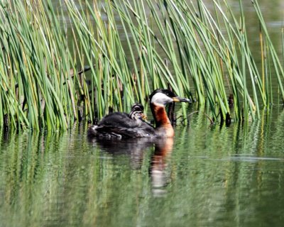 Red-necked Grebe with babies_5388.jpg