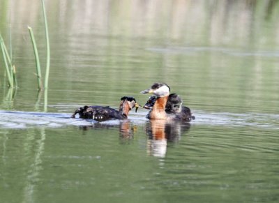 Red-necked Grebe with babies_5406.jpg