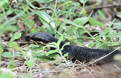 Water Moccasin_8368.jpg