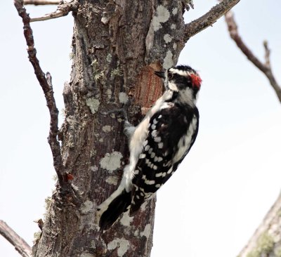Downy Woodpecker - male_8404.jpg
