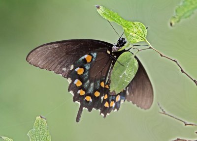 Pipevine Swallowtail - male_8394.jpg