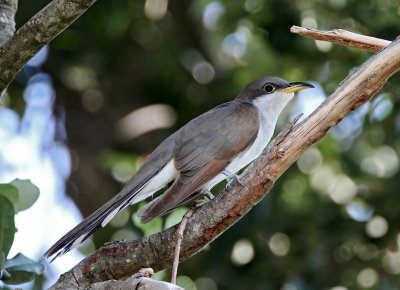 Yellow-billed Cuckoo_8530.jpg